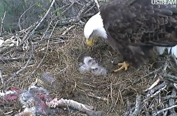 ScreenHunter_41 Mar. 31 19.17.jpg